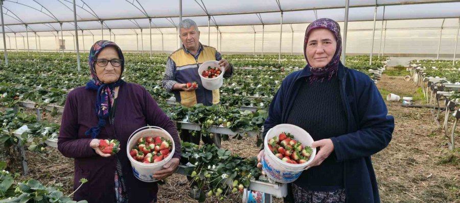 Silifke’de Örtü Altı Çilekte Bahar Hasadı: Kilosu 140 İle 160 Tl Arasında