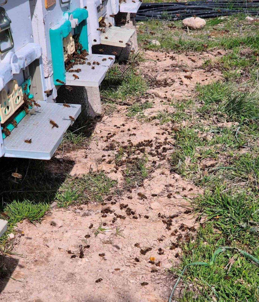 Mersin’de Zamansız Zirai İlaçlama Arıların Ölümüne Sebep Oldu