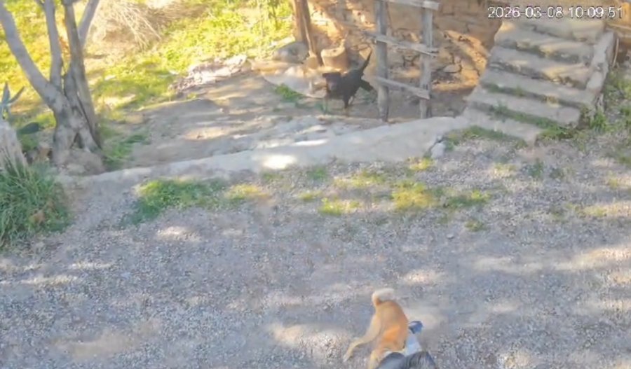 Antalya’da Sahipsiz Köpeğin Saldırısına Uğrayan 7 Yaşındaki Çocuk Hastanelik Oldu