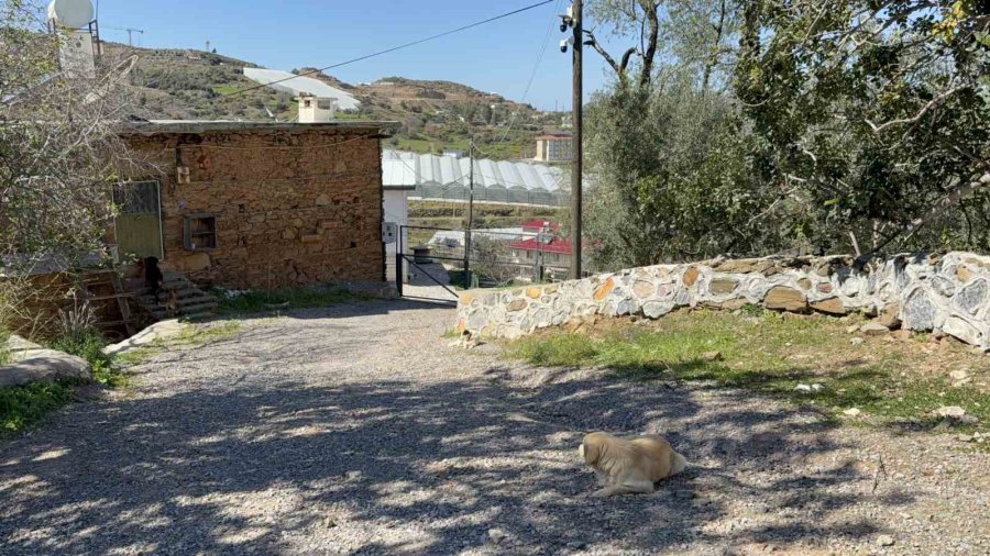Antalya’da Sahipsiz Köpeğin Saldırısına Uğrayan 7 Yaşındaki Çocuk Hastanelik Oldu
