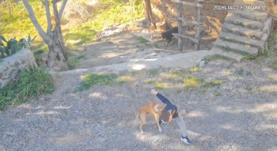 Antalya’da Sahipsiz Köpeğin Saldırısına Uğrayan 7 Yaşındaki Çocuk Hastanelik Oldu