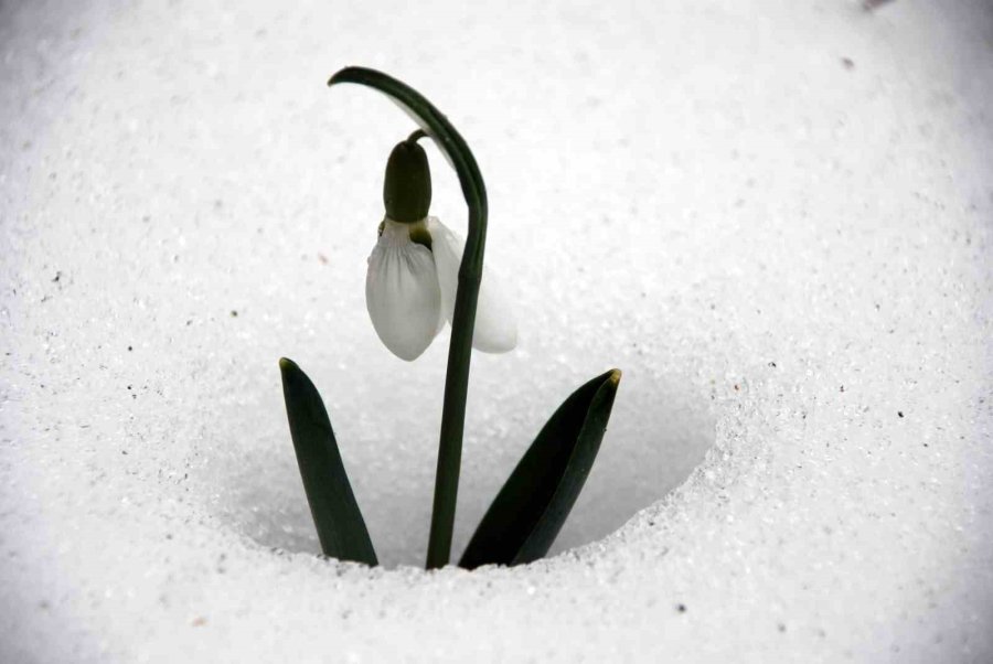 Toros Kardeleni İçin Kontrollü Üretim Ve İhracat Modeli Sürdürülüyor