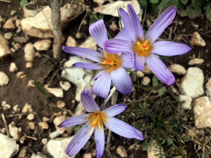 Toros Kardeleni İçin Kontrollü Üretim Ve İhracat Modeli Sürdürülüyor