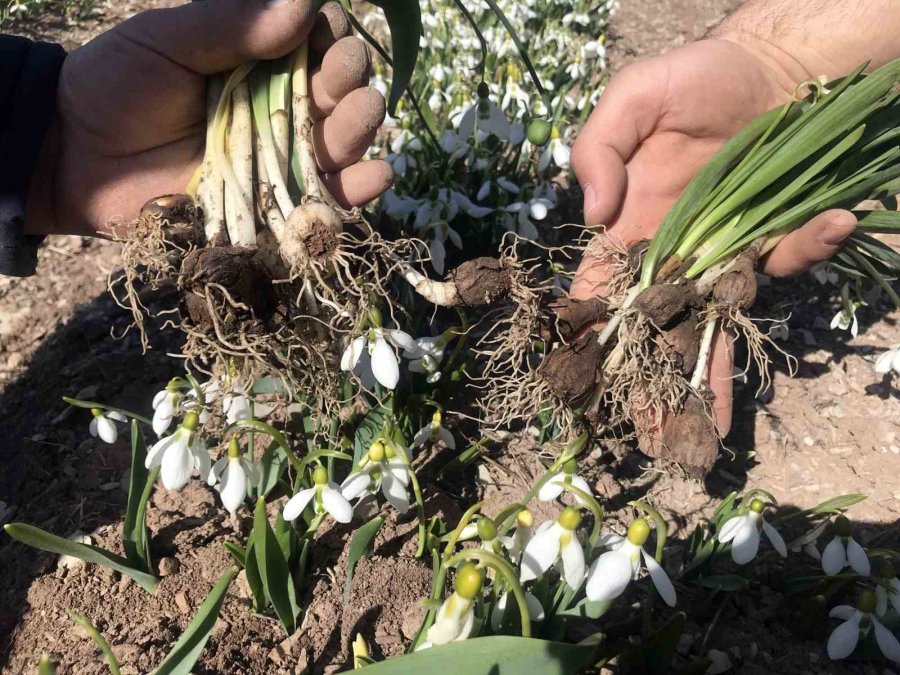 Toros Kardeleni İçin Kontrollü Üretim Ve İhracat Modeli Sürdürülüyor