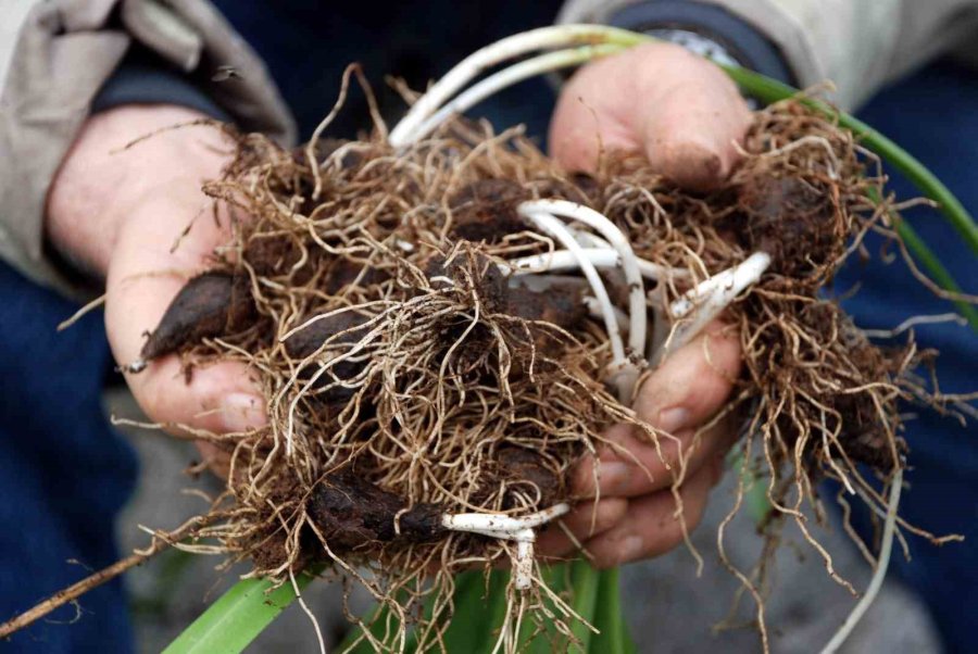 Toros Kardeleni İçin Kontrollü Üretim Ve İhracat Modeli Sürdürülüyor