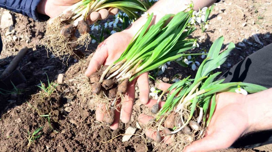 Toros Kardeleni İçin Kontrollü Üretim Ve İhracat Modeli Sürdürülüyor