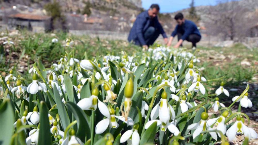 Toros Kardeleni İçin Kontrollü Üretim Ve İhracat Modeli Sürdürülüyor