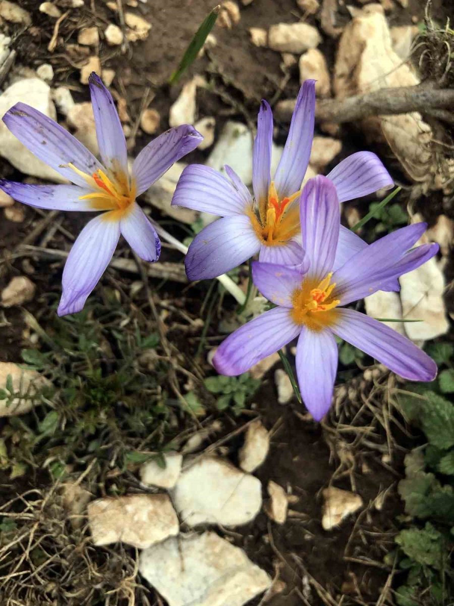 Toros Kardeleni İçin Kontrollü Üretim Ve İhracat Modeli Sürdürülüyor