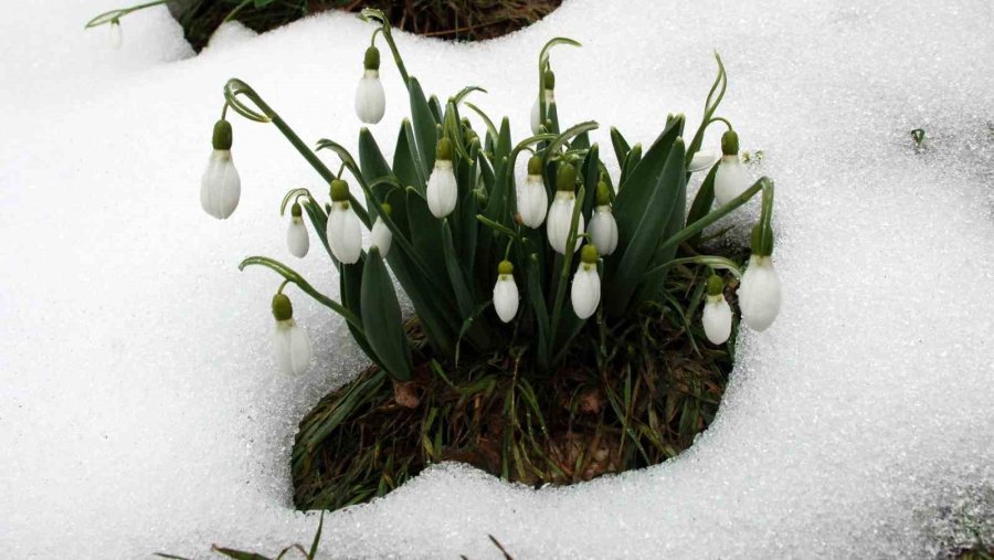 Toros Kardeleni İçin Kontrollü Üretim Ve İhracat Modeli Sürdürülüyor