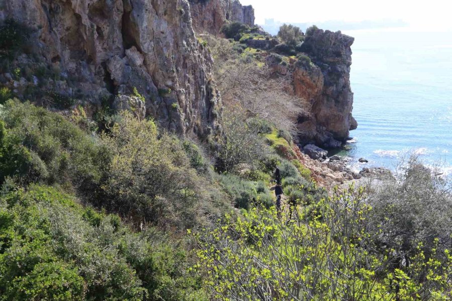 İncir Ağacı Hayatını Kurtardı: Falezlerde 20 Metre Yükseklikten Düşen Adam Yaralandı