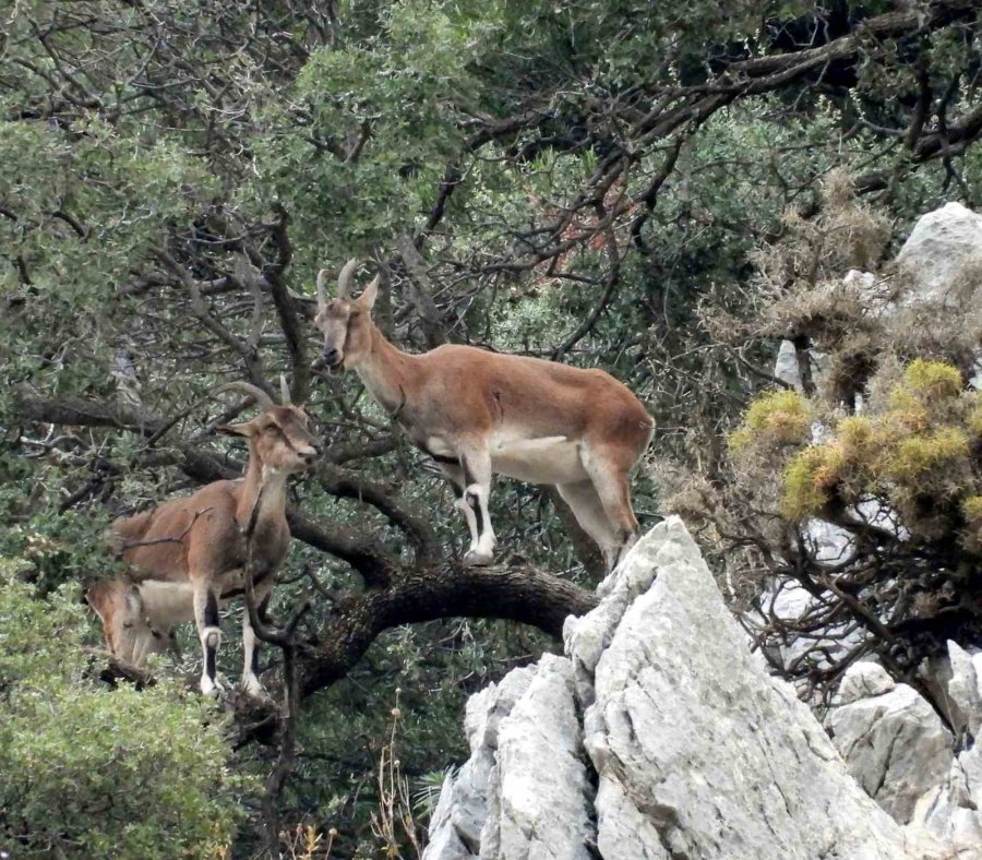 Zirveler Karla Kaplanınca Yaban Keçileri Yerleşim Alanlarına İndi
