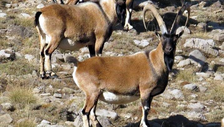 Zirveler Karla Kaplanınca Yaban Keçileri Yerleşim Alanlarına İndi