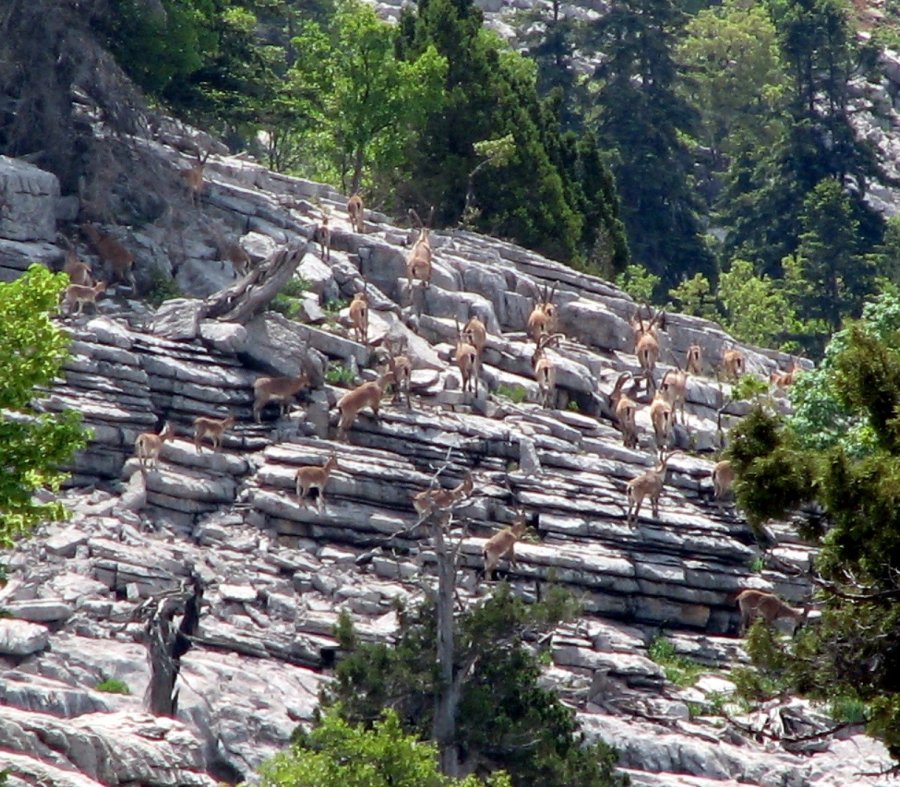 Zirveler Karla Kaplanınca Yaban Keçileri Yerleşim Alanlarına İndi
