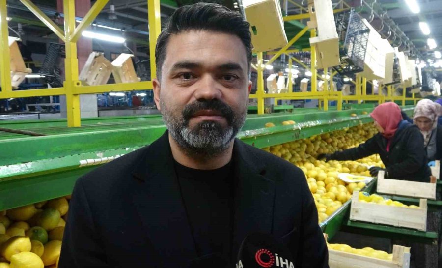 Limonda Hasat Sonu: Kadınların Yoğun Mesaisi Sürüyor