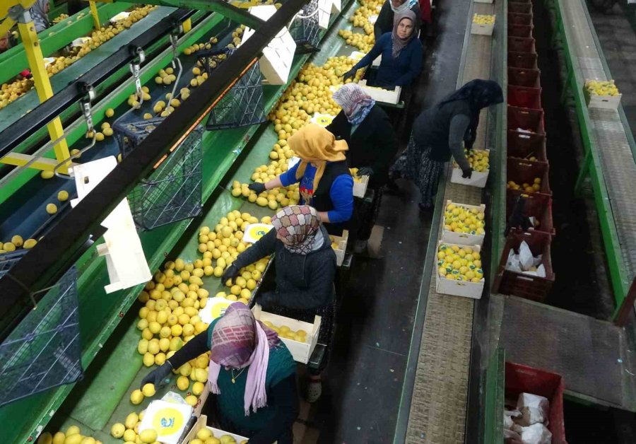 Limonda Hasat Sonu: Kadınların Yoğun Mesaisi Sürüyor