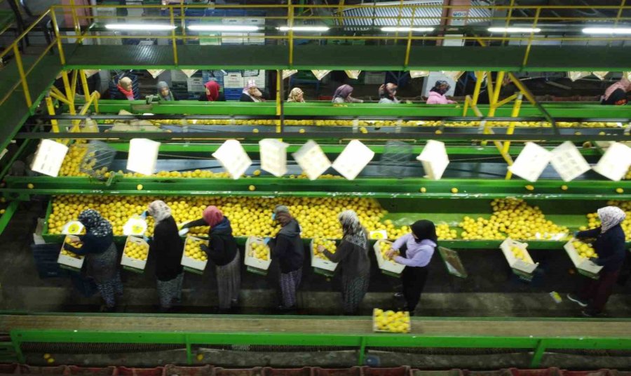 Limonda Hasat Sonu: Kadınların Yoğun Mesaisi Sürüyor