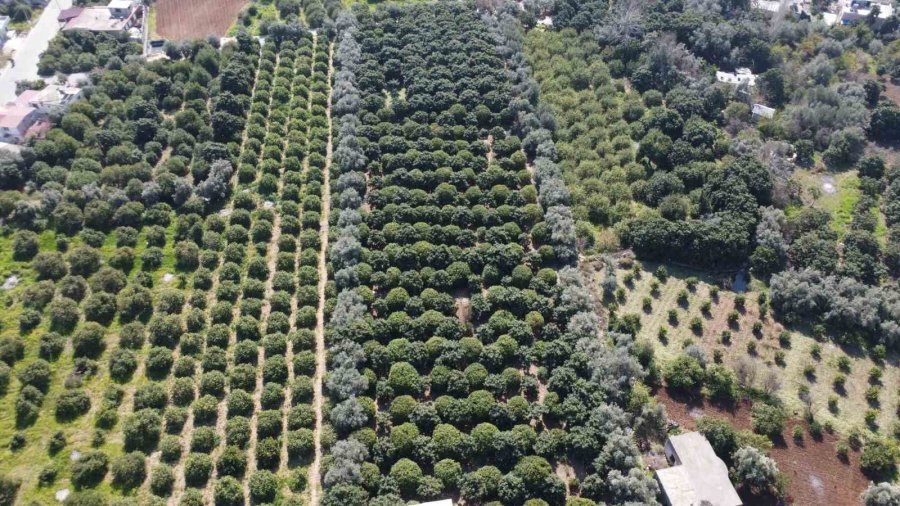 Limonda Hasat Sonu: Kadınların Yoğun Mesaisi Sürüyor