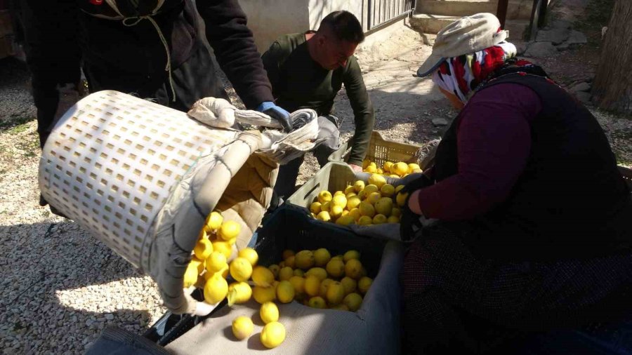 Limonda Hasat Sonu: Kadınların Yoğun Mesaisi Sürüyor
