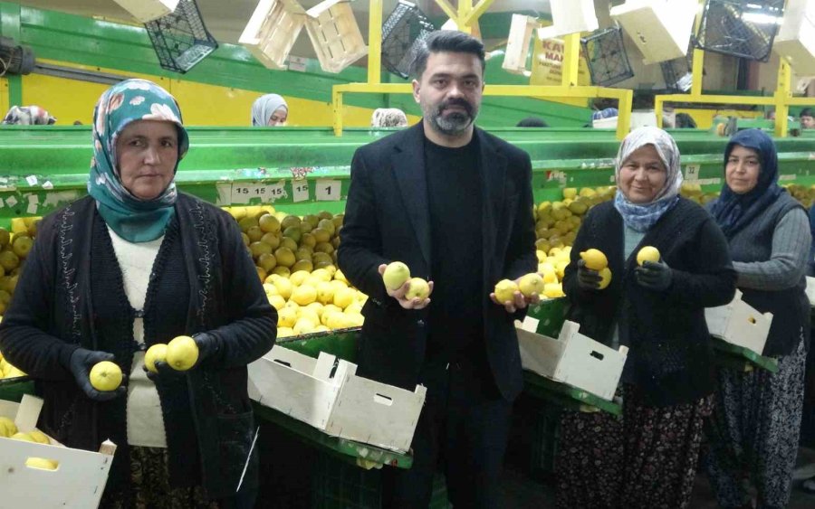 Limonda Hasat Sonu: Kadınların Yoğun Mesaisi Sürüyor
