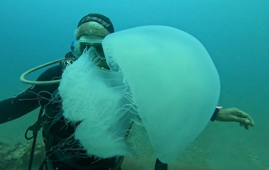 Balıkçıların Kabusu Oldular : Attıkları Ağlara Yüzlerce Dev Denizanası Takıldı