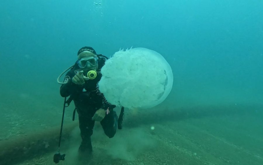 Balıkçıların Kabusu Oldular : Attıkları Ağlara Yüzlerce Dev Denizanası Takıldı