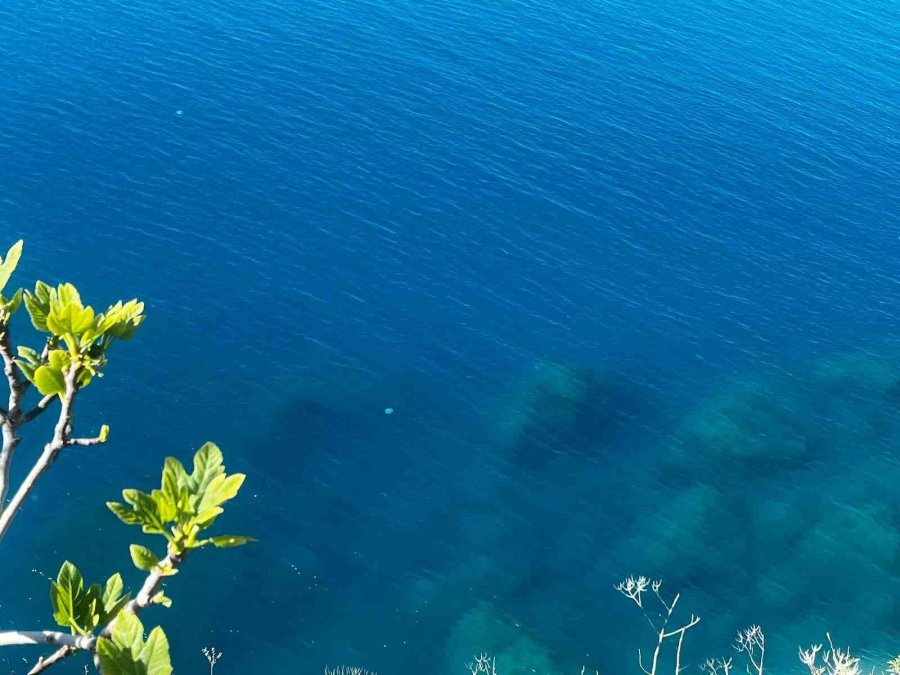 Balıkçıların Kabusu Oldular : Attıkları Ağlara Yüzlerce Dev Denizanası Takıldı