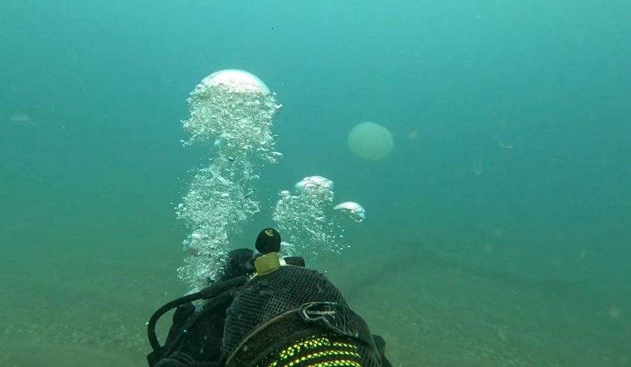 Balıkçıların Kabusu Oldular : Attıkları Ağlara Yüzlerce Dev Denizanası Takıldı