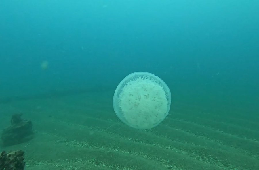 Balıkçıların Kabusu Oldular : Attıkları Ağlara Yüzlerce Dev Denizanası Takıldı