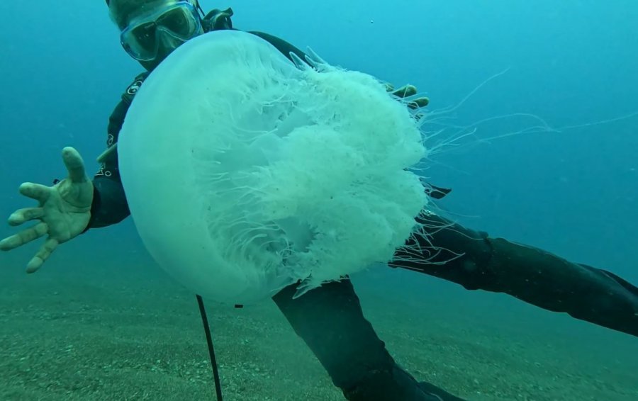 Balıkçıların Kabusu Oldular : Attıkları Ağlara Yüzlerce Dev Denizanası Takıldı