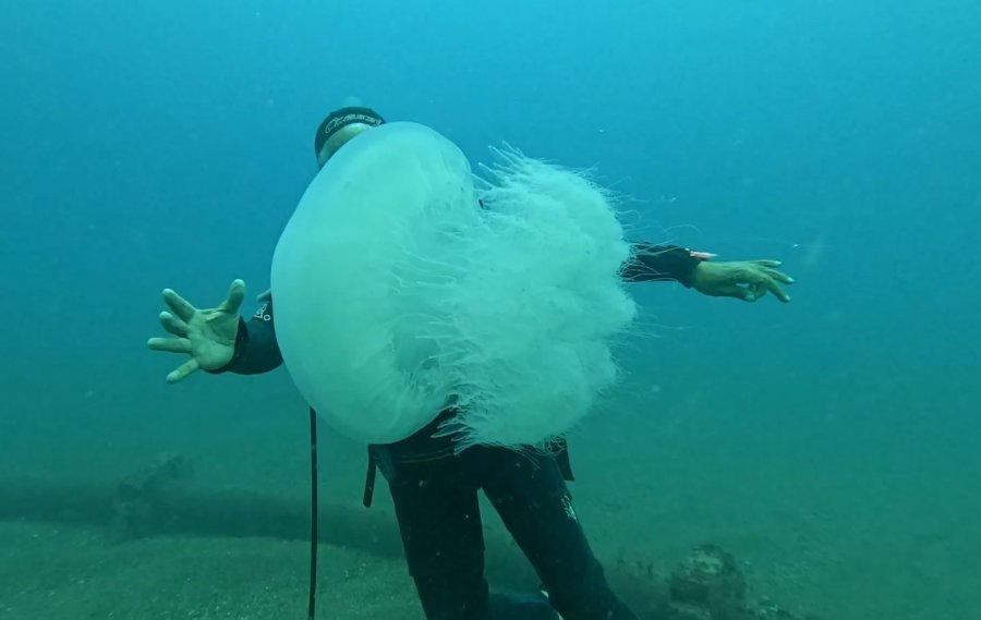Balıkçıların Kabusu Oldular : Attıkları Ağlara Yüzlerce Dev Denizanası Takıldı