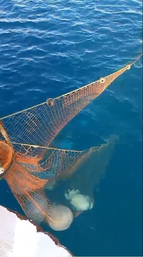 Balıkçıların Kabusu Oldular : Attıkları Ağlara Yüzlerce Dev Denizanası Takıldı