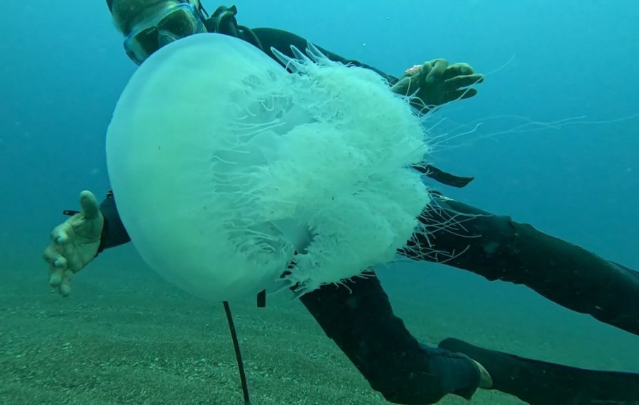Balıkçıların Kabusu Oldular : Attıkları Ağlara Yüzlerce Dev Denizanası Takıldı