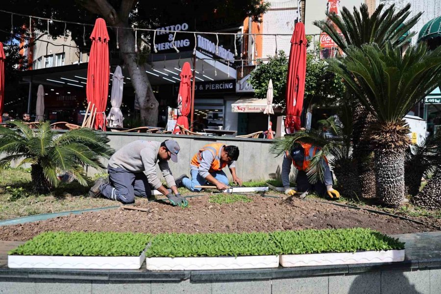 Antalya’da Bahar Hazırlığı: 4 Milyon Çiçek Toprakla Buluşuyor