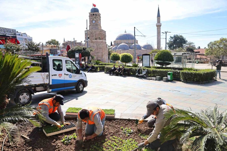 Antalya’da Bahar Hazırlığı: 4 Milyon Çiçek Toprakla Buluşuyor