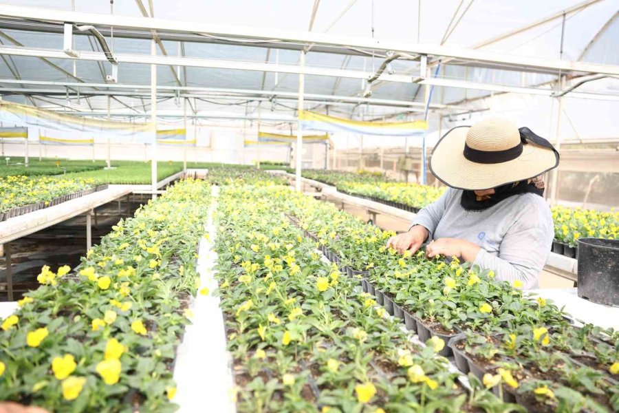 Antalya’da Bahar Hazırlığı: 4 Milyon Çiçek Toprakla Buluşuyor