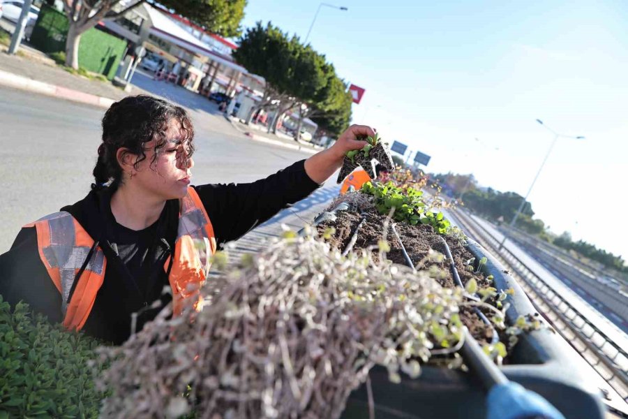 Antalya’da Bahar Hazırlığı: 4 Milyon Çiçek Toprakla Buluşuyor