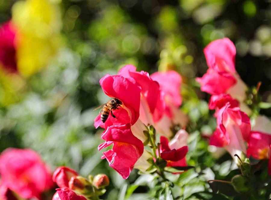 Antalya’da Bahar Hazırlığı: 4 Milyon Çiçek Toprakla Buluşuyor