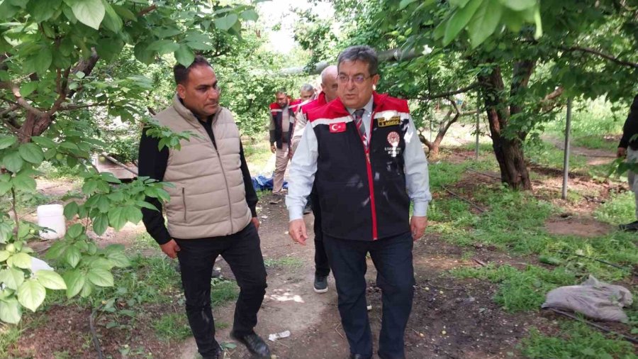 Mut’ta Örtü Altı Erik Hasadı Başladı