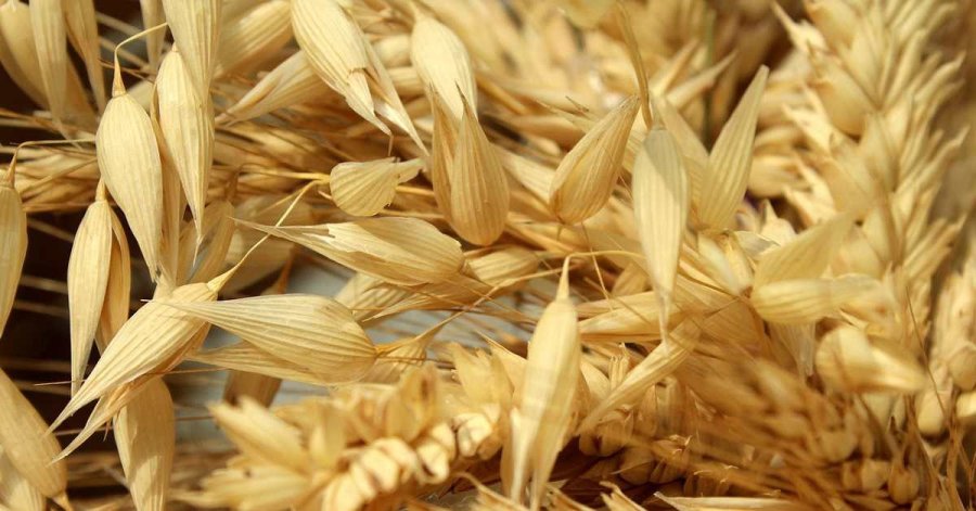 Hüyük’te Yulaf Üretimine Demonstrasyon Desteği