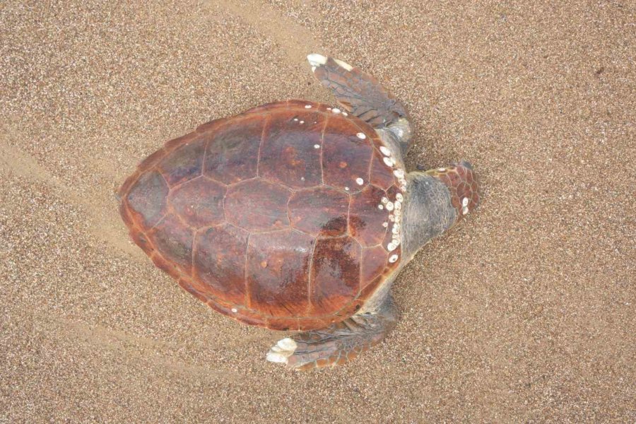 Antalya’da Ölü Caretta Caretta Kıyıya Vurdu