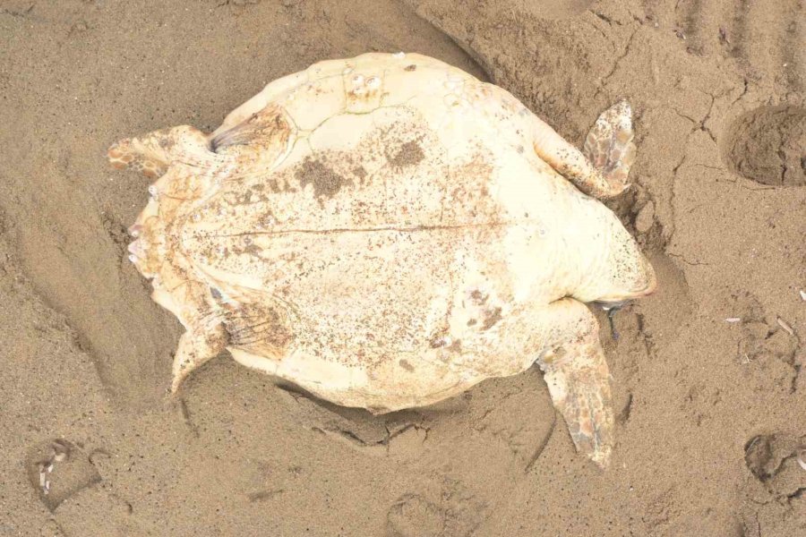 Antalya’da Ölü Caretta Caretta Kıyıya Vurdu