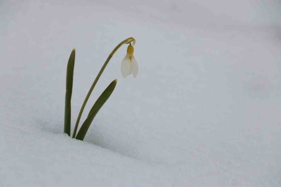 Mart Karı Kardelenleri Yeniden Beyaza Bürüdü
