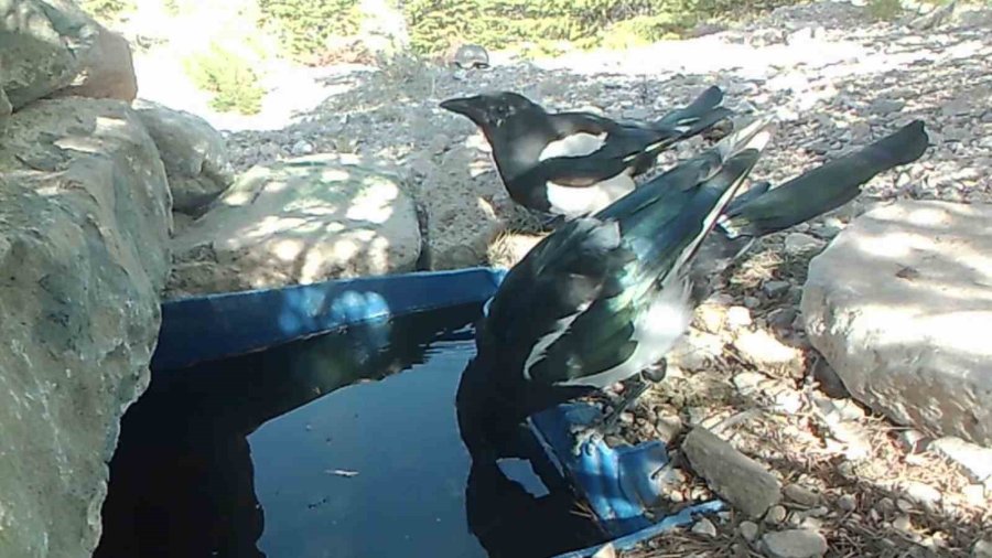 Su İçen Yaban Hayvanları Fotokapanla Görüntülendi