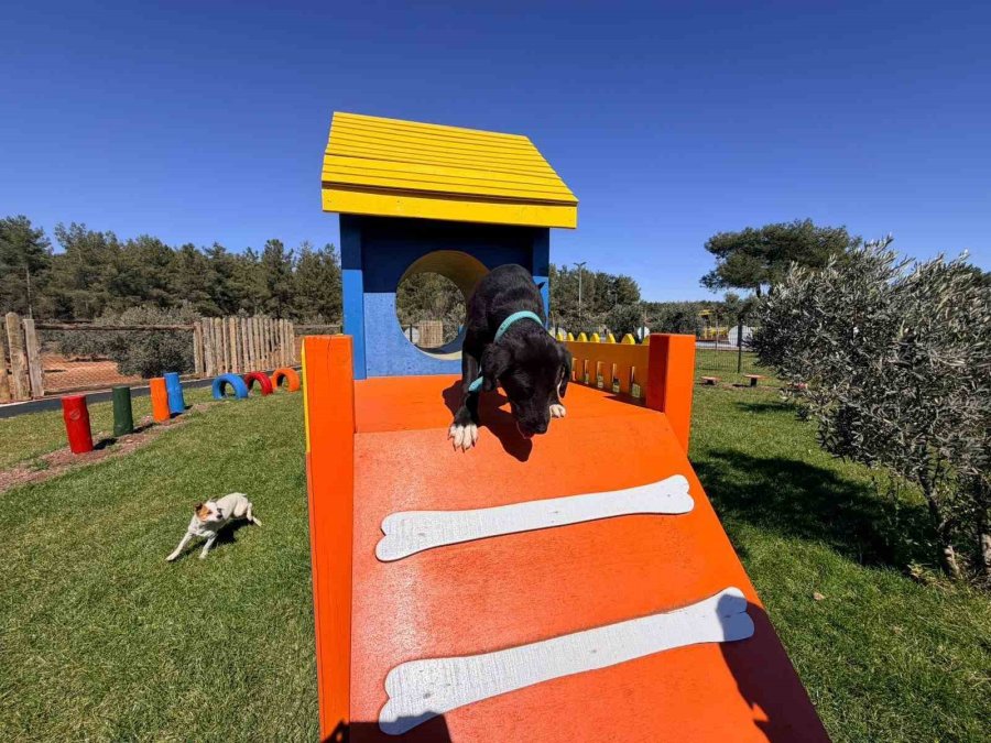 Duacı Mahallesi’nde Pati Park Hizmet Açıldı