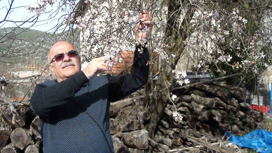 Antalya’da Badem Ağaçları Çiçek Açtı, Doğada Renk Cümbüşü Yaşanıyor