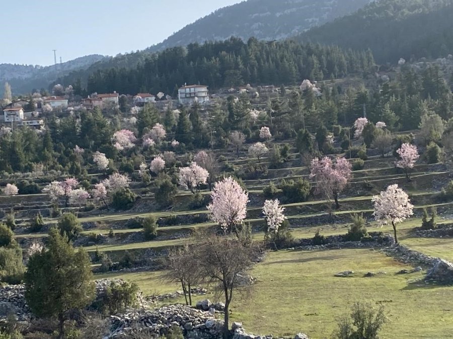 Antalya’da Badem Ağaçları Çiçek Açtı, Doğada Renk Cümbüşü Yaşanıyor