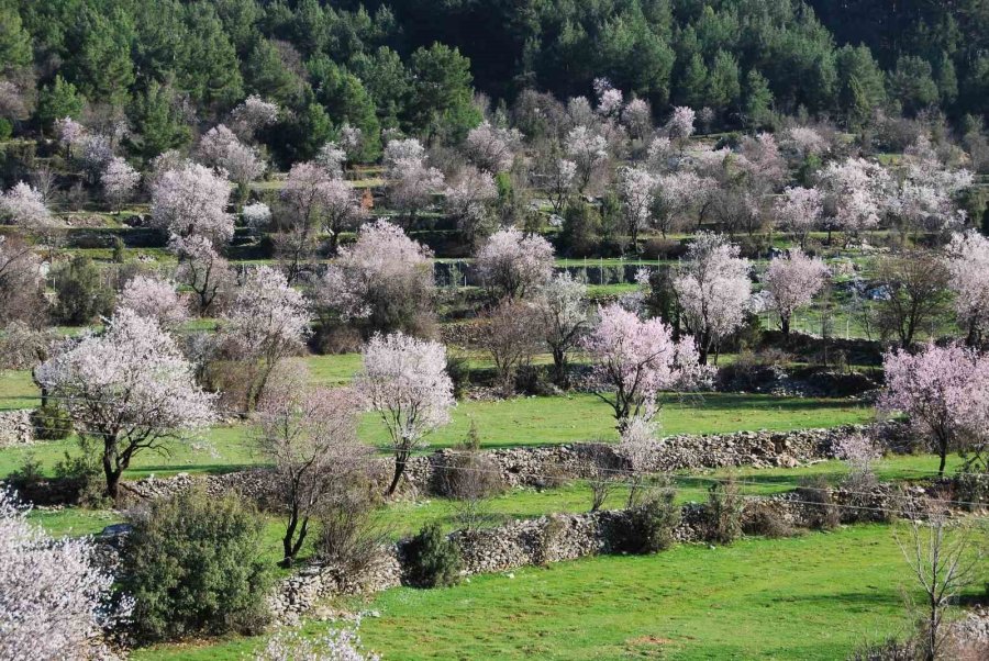 Antalya’da Badem Ağaçları Çiçek Açtı, Doğada Renk Cümbüşü Yaşanıyor