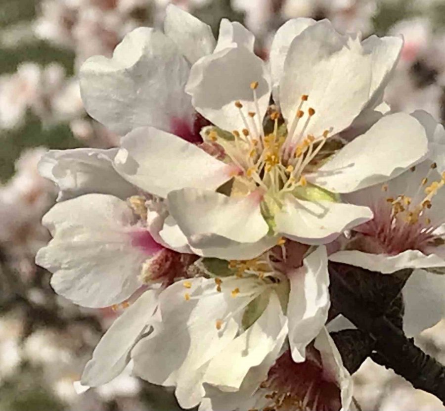 Antalya’da Badem Ağaçları Çiçek Açtı, Doğada Renk Cümbüşü Yaşanıyor