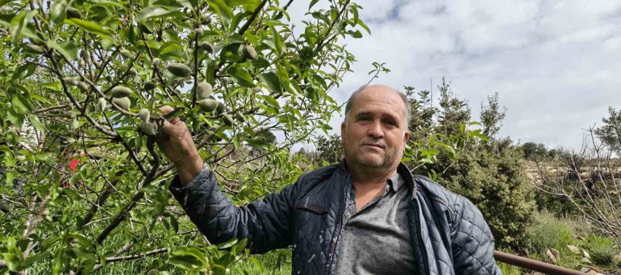 Turfanda Çağla Hasadı Erken Başladı