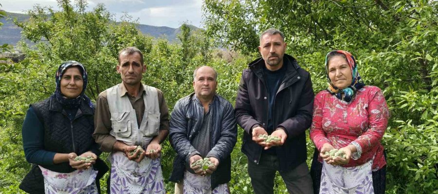 Turfanda Çağla Hasadı Erken Başladı